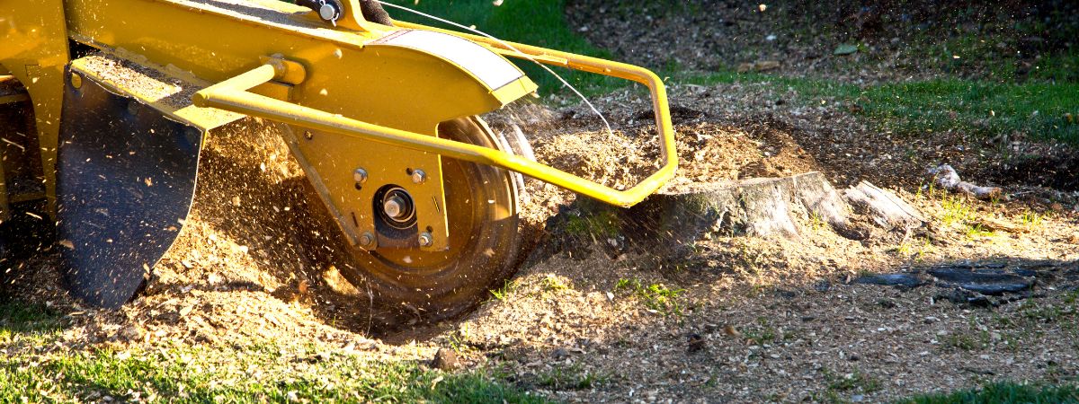 Expert Stump Grinding Services in Dallas