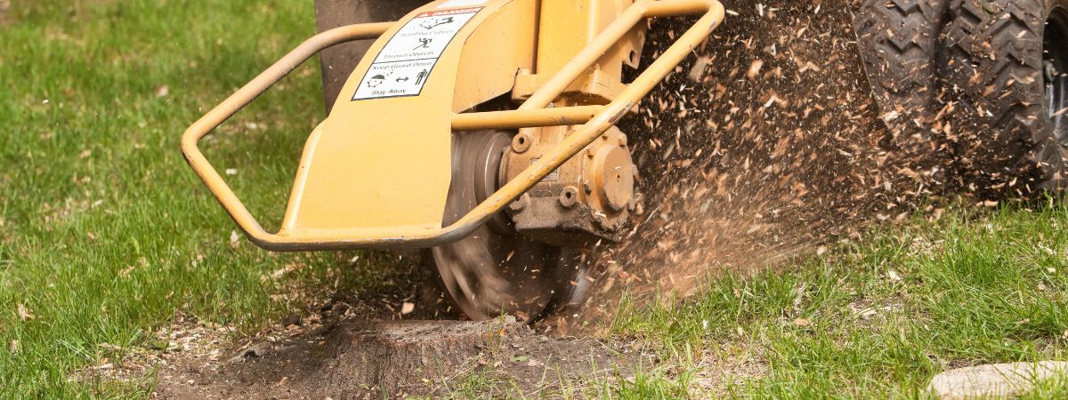 Professional Stump Removal Services in Dallas