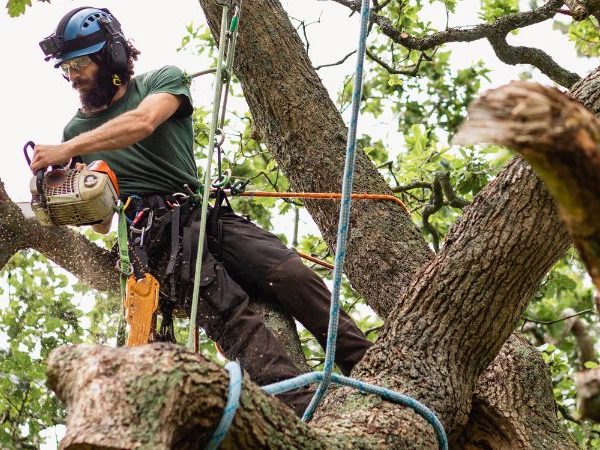 Tree Removal Services in Dallas