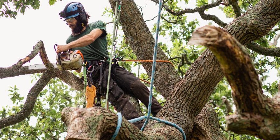 Tree Removal Services in Dallas Tree Removal Services in Dallas