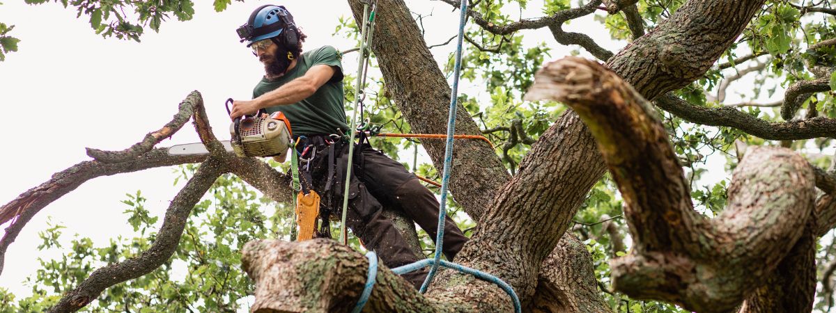 Tree Removal Services in Dallas