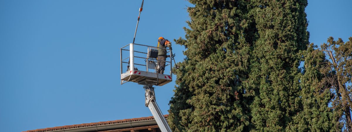 Tree Service in Dallas