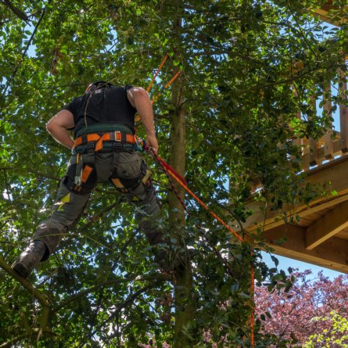 tree trimming dallas 2