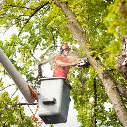 tree trimming dallas