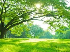 ultimate guide to tree care tips and insights from dallas tree company