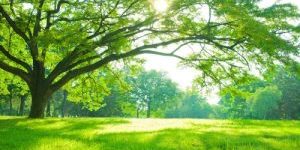 ultimate guide to tree care tips and insights from dallas tree company
