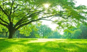 ultimate guide to tree care tips and insights from dallas tree company