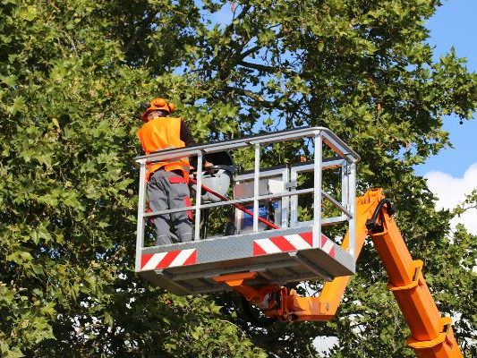 texas tree transformation