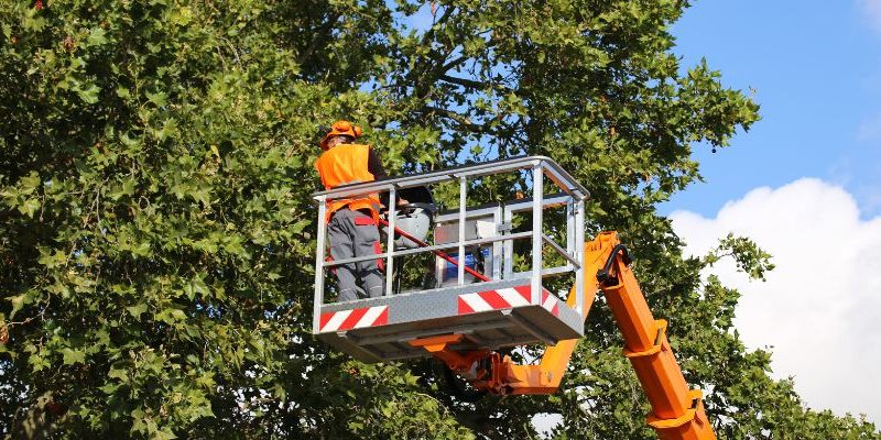 texas tree transformation