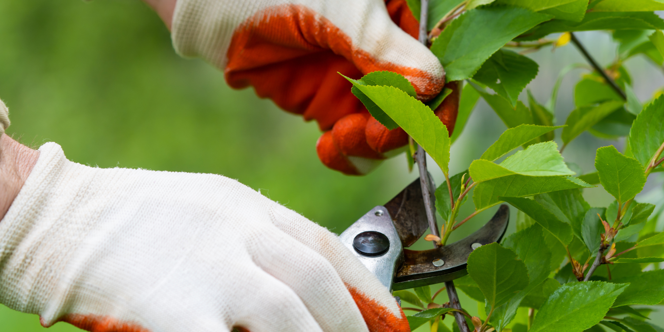 tree trimming tree trimming