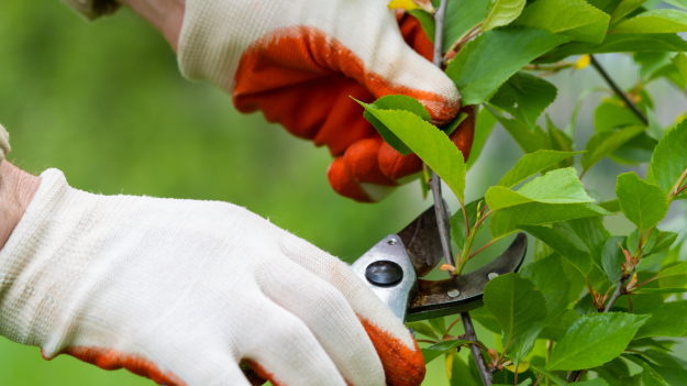 tree trimming
