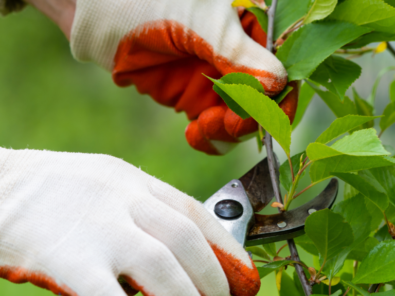 tree trimming